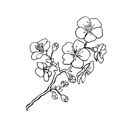 Wandtattoo Kirschblütenzweig